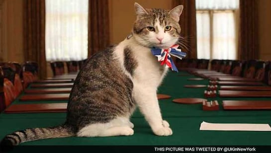 Larry the cat marks 15 years as Britain’s chief mouser Larry the cat marks 15 years as Britain’s chief mouser
