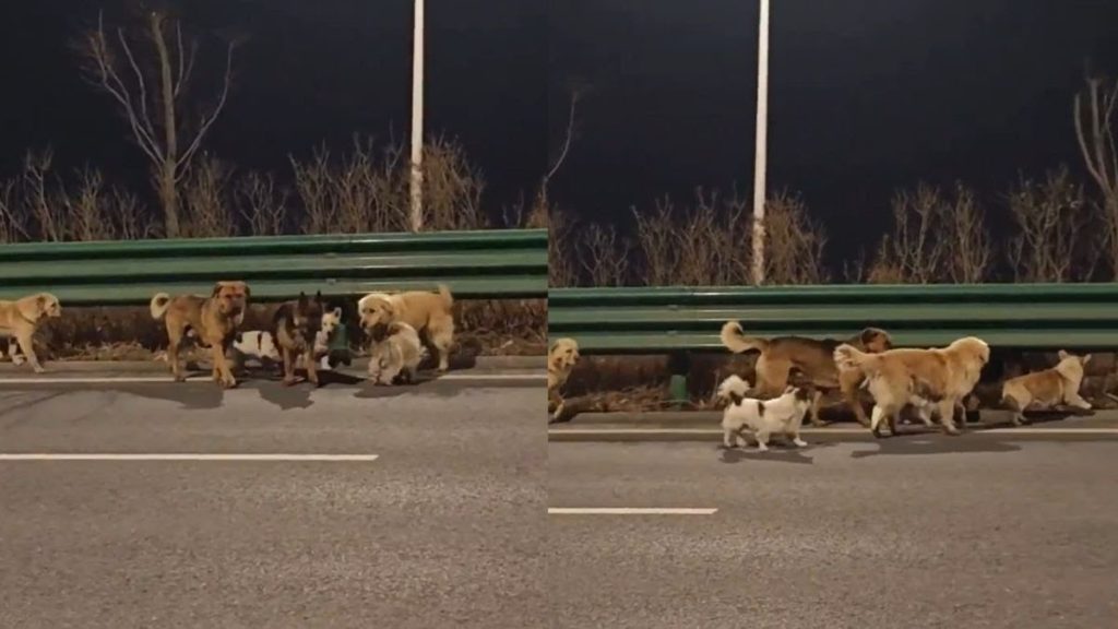 Seven stolen dogs escape meat factory, trek 10 miles home in China Seven stolen dogs escape meat factory, trek 10 miles home in China