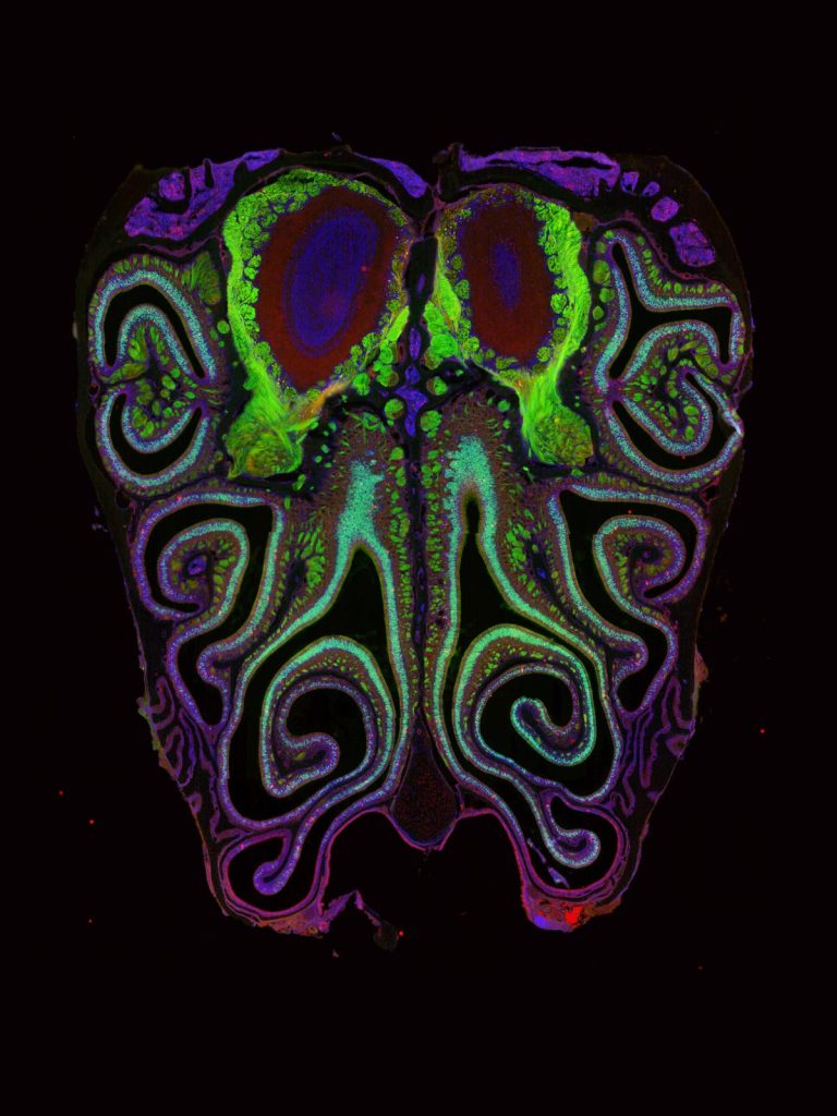 Scientists map smell receptors in the nose for the first time