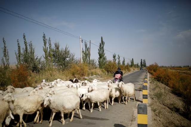 Chinese farmer posts job ad for two shepherds in a remote grassland south of Mongolia… Chinese farmer posts job ad for two shepherds in a remote grassland south of Mongolia…