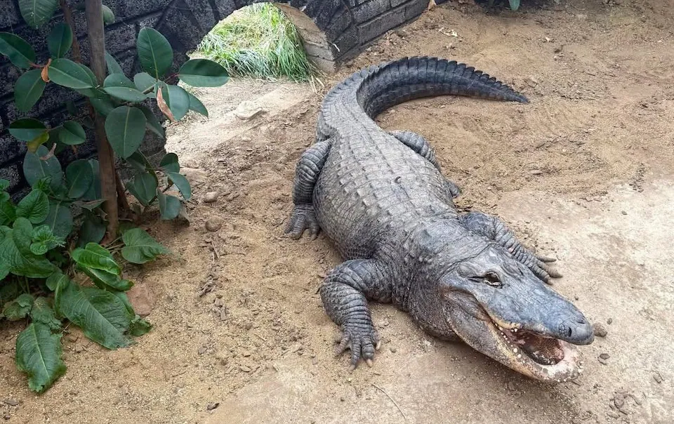 UK zoo horror: Boy, 3, thrown into crocodile enclosure UK zoo horror: Boy, 3, thrown into crocodile enclosure