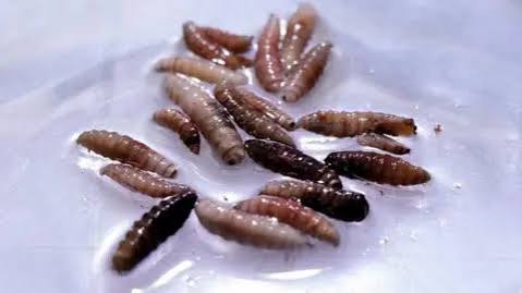 Flesh-eating screwworm resurfaces in US for first time in 60 years