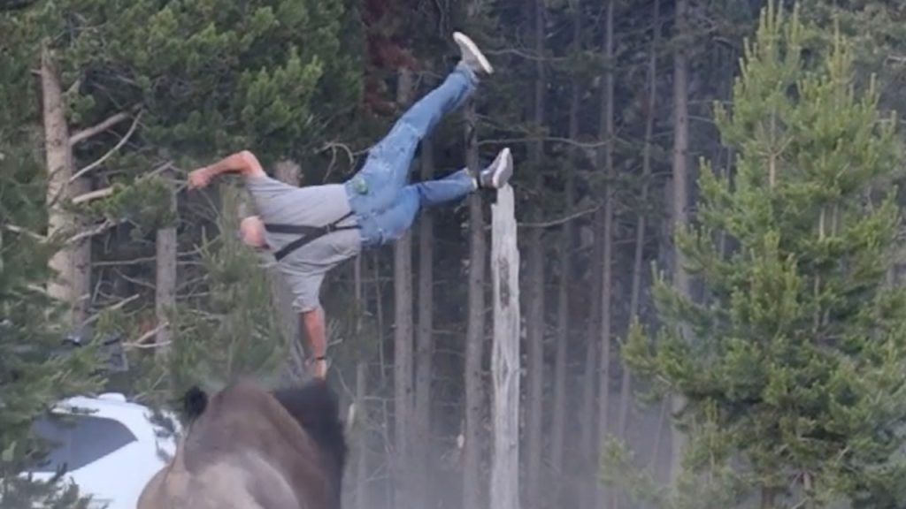 Tourist seriously injured after Yellowstone bison launches man 8 feet in air… Tourist seriously injured after Yellowstone bison launches man 8 feet in air…