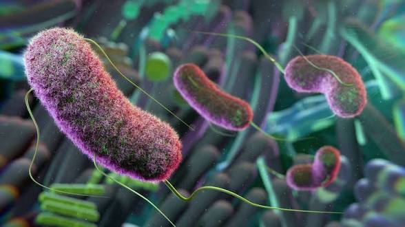 The unknown universe inside your gut… The unknown universe inside your gut…
